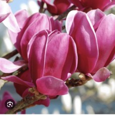 Magnolia "Shirazz"- Магнолия "Шираз" Magnolia "Shirazz"- Магнолия "Шираз"