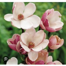 Magnolia soulangeana " Satisfaction''- Магнолия суланжа " Сатисфекшн" 