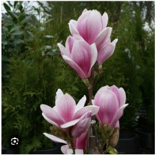 Magnolia soulangeana " Satisfaction''- Магнолия суланжа " Сатисфекшн" 
