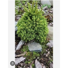 Picea abies "Dundanga''- Ель обыкновенная "Дунданга"