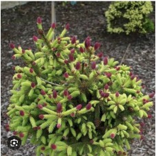 Picea abies  "Wild Strawberry"- Ель обыкновенная "Уайлд Строберри"