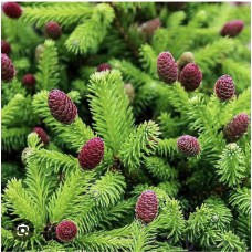 Picea abies  "Wild Strawberry"- Ель обыкновенная "Уайлд Строберри"