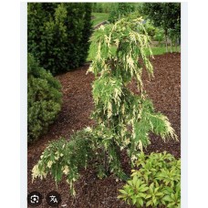 Chamaecyparis nootkatensis "Gloria Polonica"- Кипарисовик нутканский «Глория Полоника» Chamaecyparis nootkatensis "Gloria Polonica"- Кипарисовик нутканский «Глория Полоника»