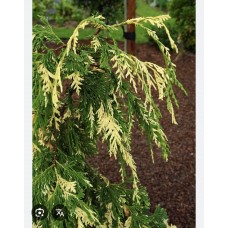 Chamaecyparis nootkatensis "Gloria Polonica"- Кипарисовик нутканский «Глория Полоника»