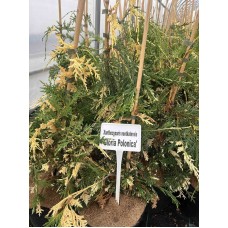 Chamaecyparis nootkatensis "Gloria Polonica"- Кипарисовик нутканский «Глория Полоника» Chamaecyparis nootkatensis "Gloria Polonica"- Кипарисовик нутканский «Глория Полоника»