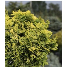 Chamaecyparis obtusa " Auroram "- Кипарисовик тупой " Аврора " Chamaecyparis obtusa " Auroram "- Кипарисовик тупой " Аврора "