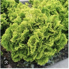 Chamaecyparis obtusa " Auroram "- Кипарисовик тупой " Аврора "