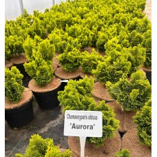Chamaecyparis obtusa " Auroram "- Кипарисовик тупой " Аврора " Chamaecyparis obtusa " Auroram "- Кипарисовик тупой " Аврора "