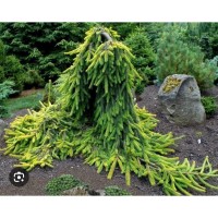 Picea abies  "Gold Drift"- Ель обыкновенная " Голд Дрифт "