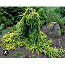 Picea abies  "Gold Drift"- Ель обыкновенная " Голд Дрифт "