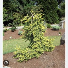 Picea abies "Gold Drift"- Ель обыкновенная " Голд Дрифт " Picea abies "Gold Drift"- Ель обыкновенная " Голд Дрифт "