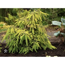 Picea abies  "Gold Finch "- Ель обыкновенная "Голд Финч"