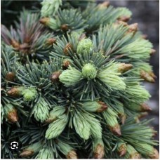 Picea engelmanii " Hobo"- Ель энгельмана "Хобо"