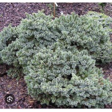 Picea engelmannii " JasperLa ke" - Ель энгельмана "Джаспер  Лейк" 