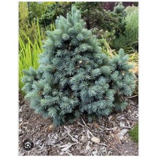 Picea engelmannii "Lobo"- Ель Энгельмана «Лобо»