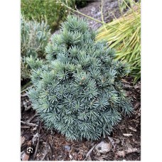 Picea engelmannii 'Talbot Lake' - Ель энгельмана " Талбот Лейк "