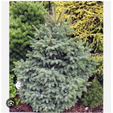 Picea glauca 'Joseph Rys'- Ель канадская "Джозеф Рус"