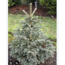 Picea glauca 'Joseph Rys'- Ель канадская "Джозеф Рус" Picea glauca 'Joseph Rys'- Ель канадская "Джозеф Рус"