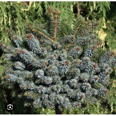 Picea sitchensis 'Gelert' - Ель ситхинская " Гелерт"