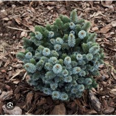 Picea sitchensis "Midget" - Ель ситхинская "Миджет"