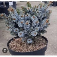 Picea sitchensis "Rom"- Ель ситхинская "Ром"