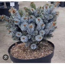 Picea sitchensis "Rom"- Ель ситхинская "Ром"