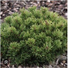 Pinus densiflora ‘Edsal Wood’- Сосна густоцветковая " Эдлас Вуд"