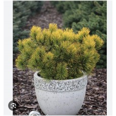 Pinus mugo " Dezember Gold"- Сосна горная "Децембер Голд"
