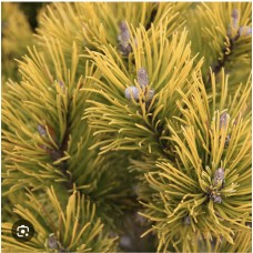 Pinus mugo " Dezember Gold"- Сосна горная "Децембер Голд"