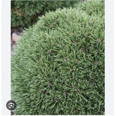 Pinus mugo "Hnizdo"- Сосна горная  "Гнездо"