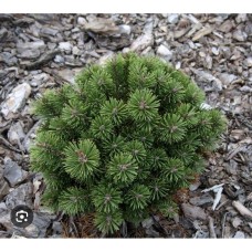 Pinus mugo 'Kokos'- Сосна горная " Кокос"