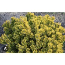 Pinus mugo "Little Gold Star"- Сосна горная " Литл Голд Стар "