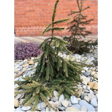 Picea abies "Gold Drift"- Ель обыкновенная " Голд Дрифт " Picea abies "Gold Drift"- Ель обыкновенная " Голд Дрифт "