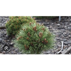 Pinus nigra 'Lucia' - Сосна чёрная «Лусиа»