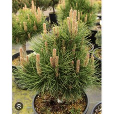 Pinus tabuliformis ‘Shenyang’ -   Сосна уплощённая " Шеньян"
