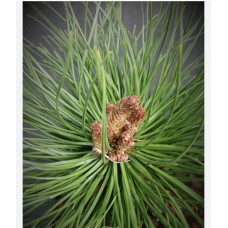 Pinus tabuliformis ‘Shenyang’ - Сосна уплощённая " Шеньян" Pinus tabuliformis ‘Shenyang’ - Сосна уплощённая " Шеньян"
