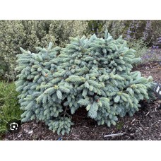 Picea engelmannii " Cineiga" -  Ель энгельмана " Синеига"
