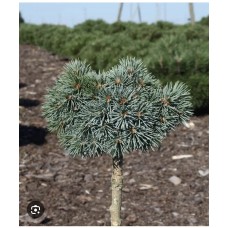 Picea engelmannii 'Hobo'  Pa - Ель энгельмана " Хобо" на штамбе
