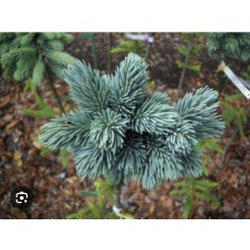 Picea engelmannii " Jasper Lake'' Pa- Ель энгельмана  ''Джаспер Лейк'' на штамбе