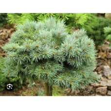 Picea engelmannii 'Lobo' Pa - Ель энгельмана «Лобо» на штамбе