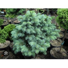 Picea engelmannii 'Lobo' Pa - Ель энгельмана «Лобо» на штамбе