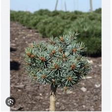 Picea engelmannii "Talbot Lake" Pa- Ель энгельмана "Талбот Лейк" на штамбе