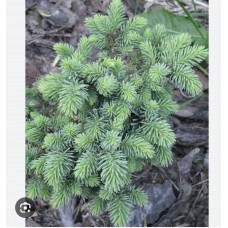 Picea glauca "Metzger Broom" Pa- Ель канадская" Метцгер Брум" на штамбе