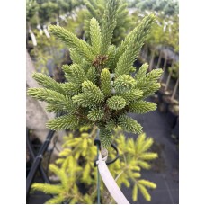 Picea pungens " Stanley's Pygmy " Pa- Ель колючая "Стэнлис Пигми" на штамбе