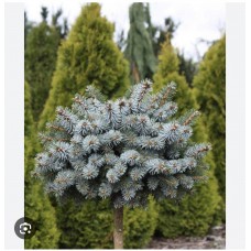 Picea sitchensis 'Rom' Pa- Ель ситхинская " Ром" на штамбе