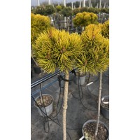 Pinus mugo " Little Goldstar " Pa- Сосна горная " Литтл Голдстар" на штамбе