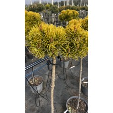 Pinus mugo " Little Goldstar " Pa- Сосна горная " Литтл Голдстар" на штамбе