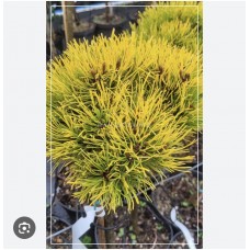 Pinus mugo" Nana Balcanica Aurea" Pa- Сосна горная "Нана Балканика Ауреа " на штамбе