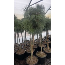 Pinus schwerinii 'Wiethorst' Pa- Сосна Шверина «Витхорст» на штамбе