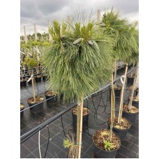 Pinus schwerinii 'Wiethorst' Pa- Сосна Шверина «Витхорст» на штамбе